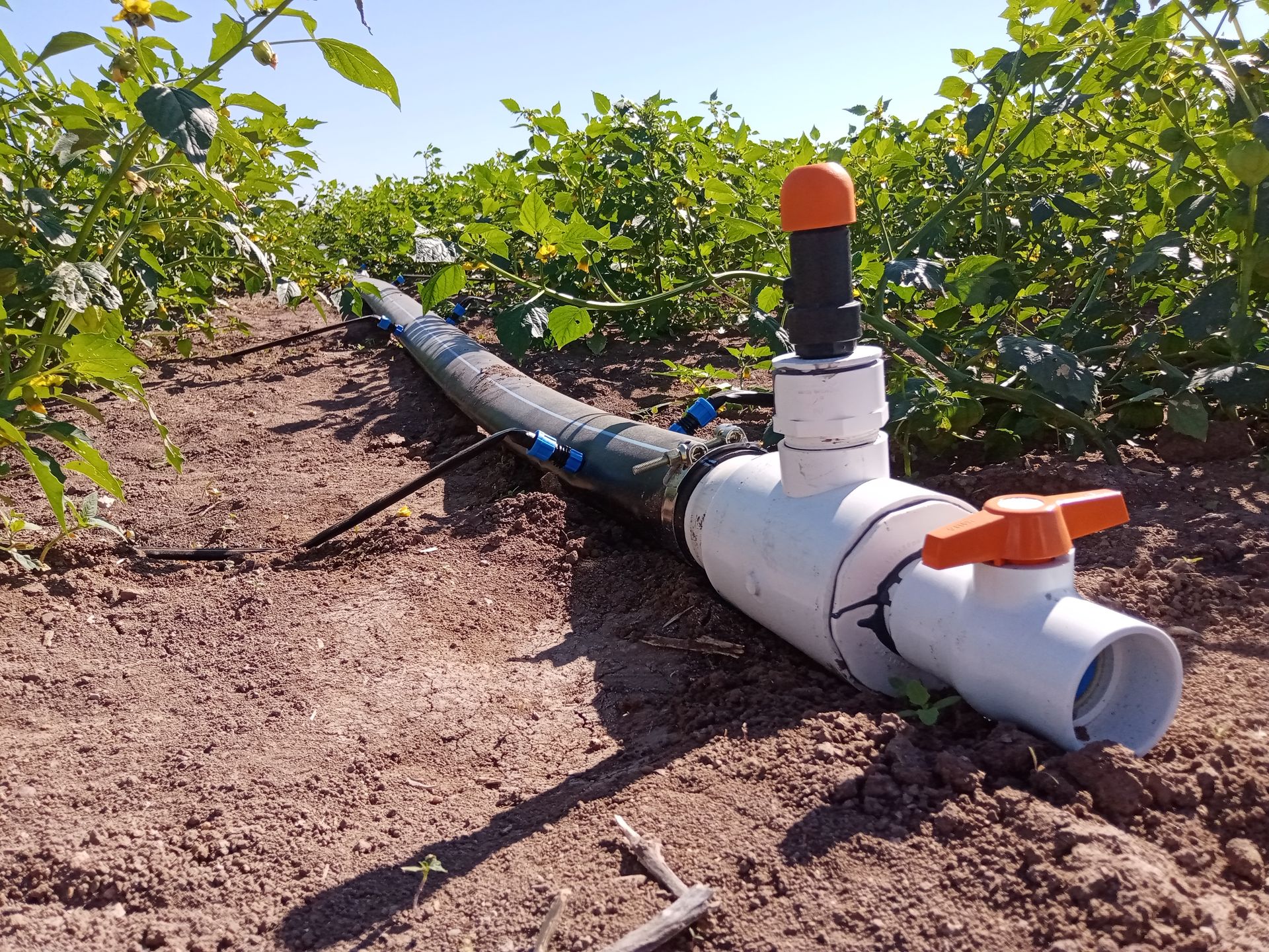 Agricultura